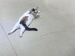 -藏猫猫咖啡主题馆(中央大道店)