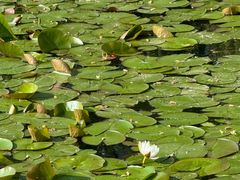 -长春市南湖公园