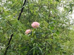 -上海市保健医疗中心