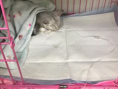 -瑞鹏宠物医院·宠保定点·心脏科·内科(御桥分院)
