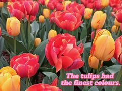 -洛阳郁金香牡丹园