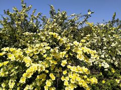 -大兴滨河森林公园