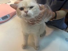 -御宝贝·A梦猫科宠物医院(国际猫友好医院)