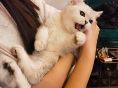 -猫大福·Fortune Cat猫舍(百子湾店)