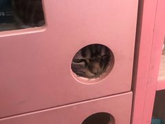 -全心全意连锁动物医院·微创中心·内科急重症·心脏专科(丰管路店)