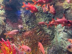 -太平洋海底世界