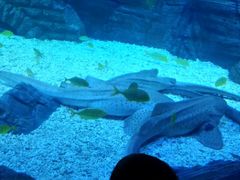 -烟台海昌鲸鲨海洋公园