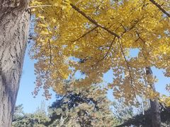 -钓鱼台国宾馆