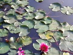 iphone_upload_pic-泰丰公园