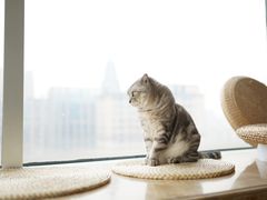 -Catmate·猫肥家润(金润铂宫店)