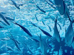 -上海海洋水族馆