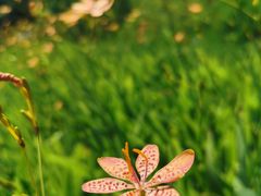 从停车场去园区必经之路-美的鹭湖探索王国