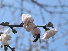 -广州市白云山风景名胜区