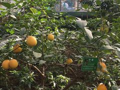 景点-南宫五洲植物乐园