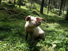 -硗碛藏寨·神木垒景区