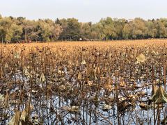 -长春市南湖公园