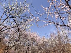 -国家植物园