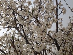 iphone_upload_pic-郑州植物园