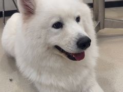-共舞时光猫咖·狗咖(新街口店)