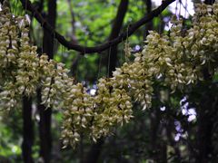 -天鹿湖森林公园