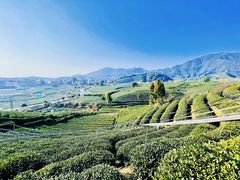 -龙坞茶村