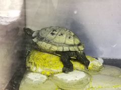 -上海大自然野生昆虫馆(东方明珠·爬宠昆虫探索中心)