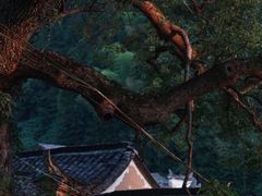-杨家堂村