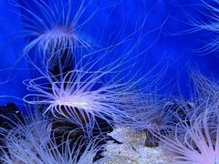 -上海海洋水族馆