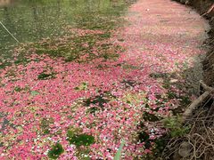 -西安浐灞国家湿地公园