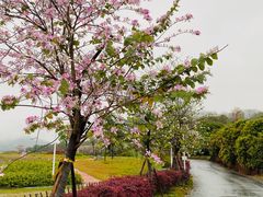 -风云岭森林公园