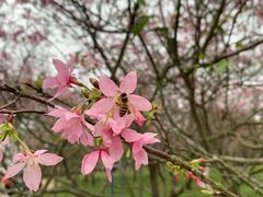 -天适樱花悠乐园