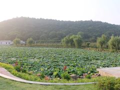 -龙寺生态园