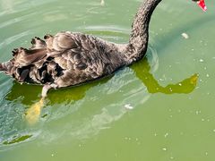 -北京鹿世界主题园