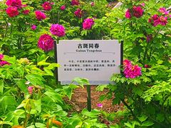 -洛阳市牡丹公园