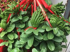 -双季花艺园艺市场(浦东店)