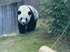 -灵玲国际马戏城