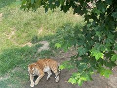 -西霞口神雕山野生动物世界