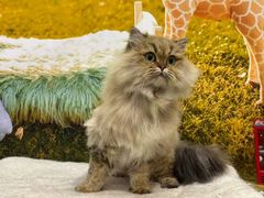 -囡的喵喵酱·萌宠生活馆·宠物洗护美容(胶州路店)