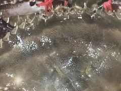 -王四营海鲜市场