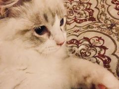 -猫大福·Fortune Cat猫舍(百子湾店)