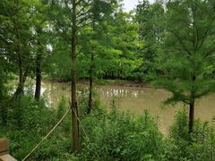 -上海海湾国家森林公园