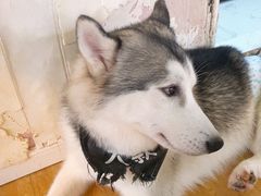 -Husky Go! 哈士奇体验馆·宠物咖啡厅狗咖