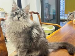 -欣宠猫屋·矮脚拿破仑·蓝金金渐层