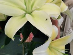 -至尊名仕·中泰按摩·养生SPA会所