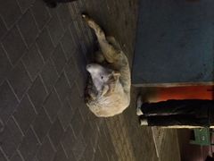 iphone_upload_pic-新疆玉石阿卜都烧烤(太平南路店)