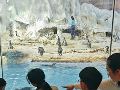 -帝企鹅自助餐厅•儿童岛•真企鹅(长隆企鹅酒店)