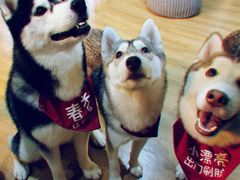 -Husky Go! 哈士奇体验馆·宠物咖啡厅狗咖