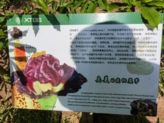 -中国科学院西双版纳热带植物园