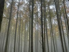 -山王坪喀斯特国家生态公园