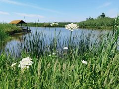 -宁波杭州湾国家湿地公园
